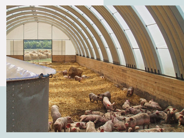 Строительство свинарников в Борисоглебске